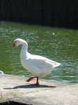163-6337_IMG.JPG