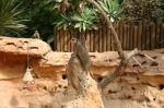 IMG_3742_1.JPG