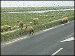 IMG_0619.JPG