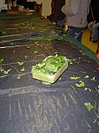 DSC05272.JPG
