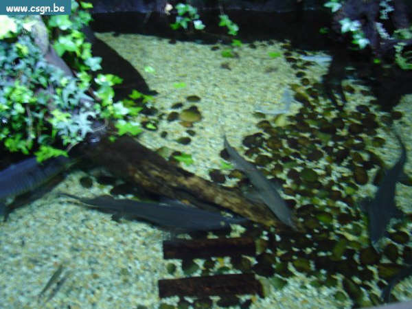 sea life 004.jpg
