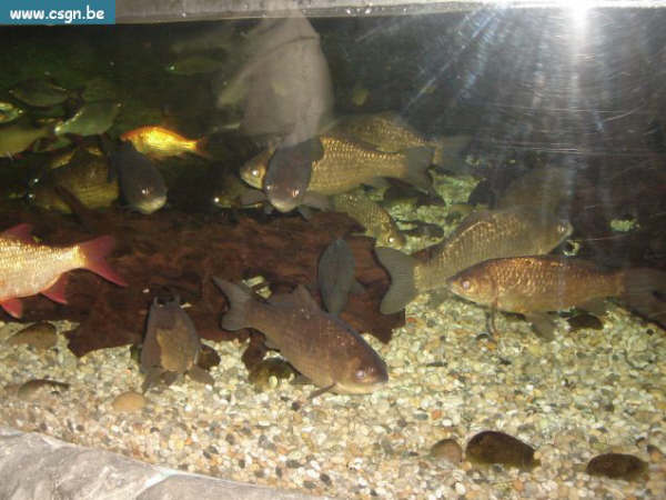 sea life 005.jpg