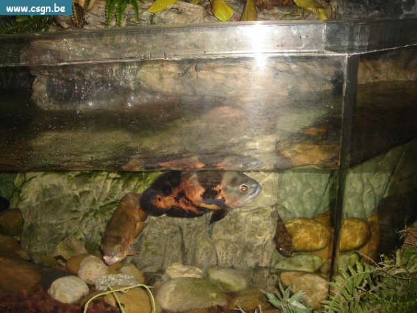 sea life 007.jpg