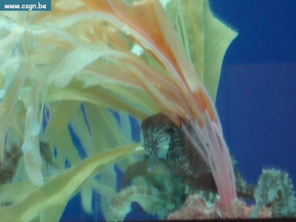 sea life 032.jpg