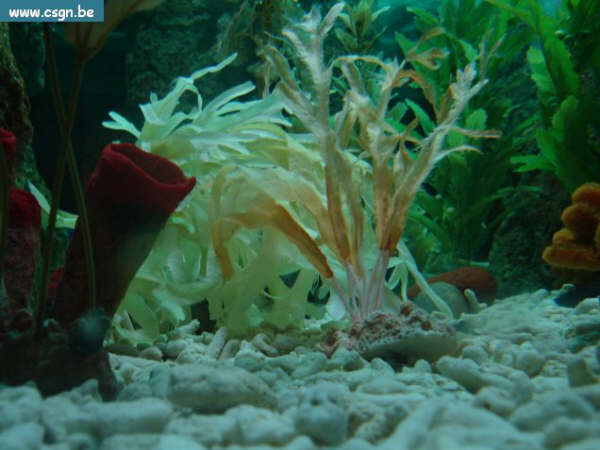 sea life 046.jpg