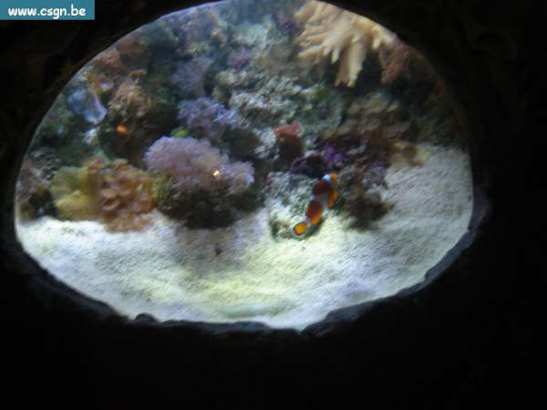 sea life 064.jpg