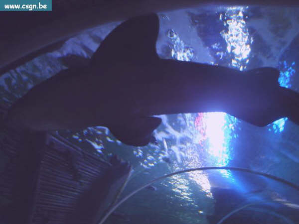 sea life 069.jpg