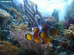 sea life 065.jpg