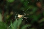 DSC_1172.JPG