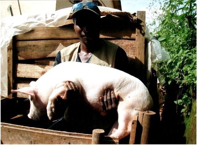 CochinoP.jpg