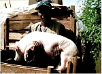 CochinoP.jpg