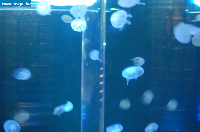 DSC_0070.JPG