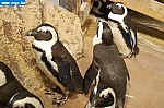 DSC_0106.JPG