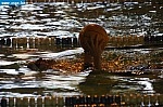 IMG_2787.JPG
