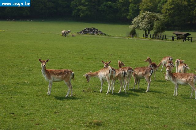 DSC_0154.JPG