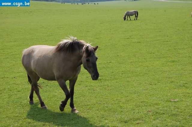 DSC_0155.JPG