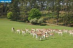 DSC_0153.JPG
