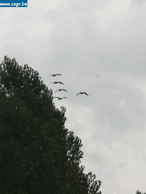 IMG_4380.JPG