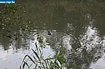 IMG_4458.JPG