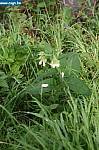 IMG_4471.JPG
