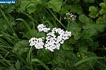 IMG_4509.JPG