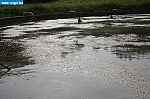 jv047.JPG