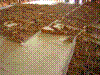 DSCN2426.JPG