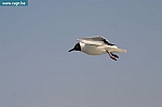 IMG_8098.JPG