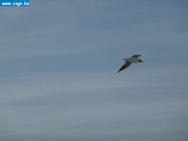 P1000085.JPG