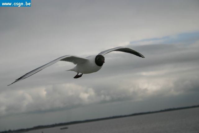 tersch01038.JPG