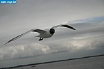 tersch01038.JPG
