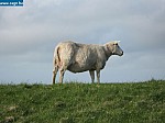 IMG_1535.JPG
